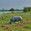 Kaziranga National Park, Assam