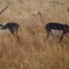 Velavadar Blackbuck National Park, Gujarat